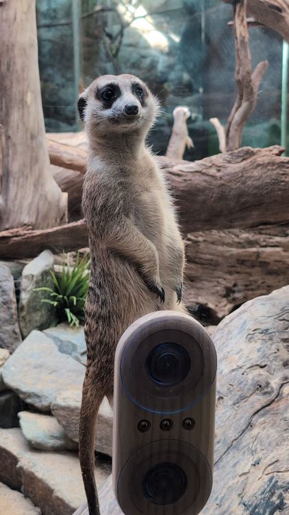 Meerkat at the Smithsonian Zoo