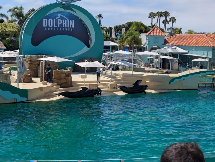 Dolphin show at SeaWorld
