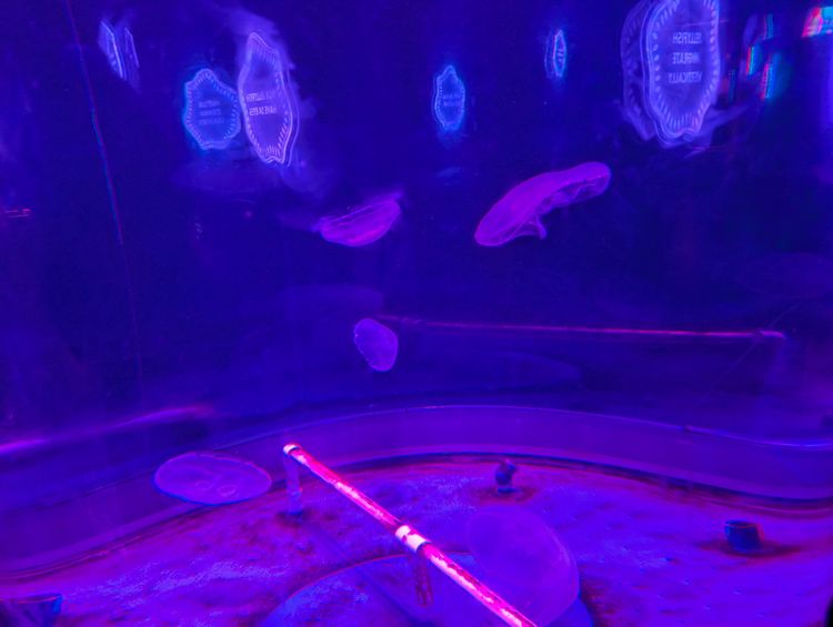 Jellyfish in a hazy purple tank